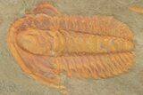 Cambrian Trilobite (Hamatolenus) - Pos/Neg Split #222419-1